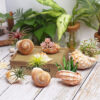 7PCS Natural Conch Shells Hanging Pot Air Plants Holder Bonsai Garden Home Decor - Image 3