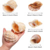 7PCS Natural Conch Shells Hanging Pot Air Plants Holder Bonsai Garden Home Decor - Image 5